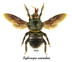 Xylocopa caerulea ( spread )