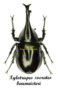 Xylotrupes socrates baumeisteri