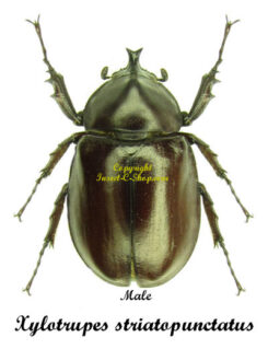 Xylotrupes striatopunctatus