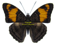 Adelpha ximena