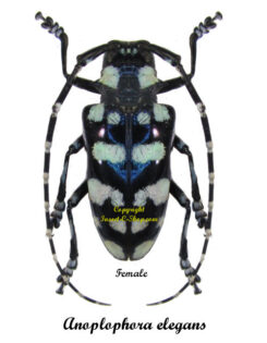 Anoplophora elegans