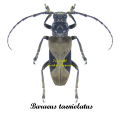 Baraeus taeniolatus