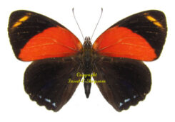 Callicore maimuna