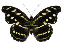Catonephele acontius