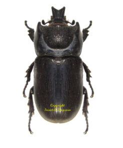 Ceratoryctoderus candezei