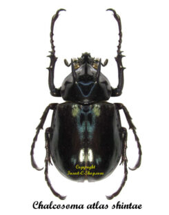Chalcosoma atlas shintae