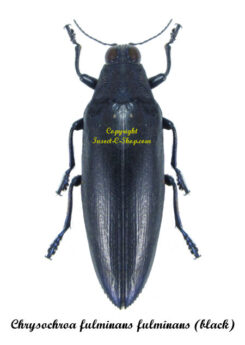 Chrysochroa fulminans fulminans ( forme noir )