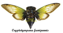 Cryptotympana fumipennis ( spread )