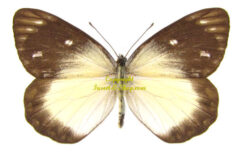 Delias belisama nakula