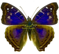 Doxocopa agathina