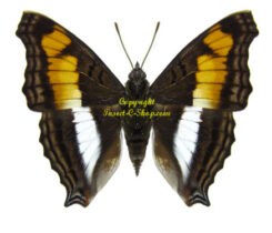 Doxocopa laure