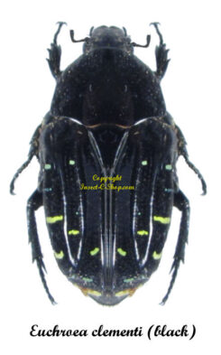 Euchroea clementi