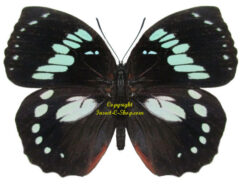 Euxanthe madagascariensis