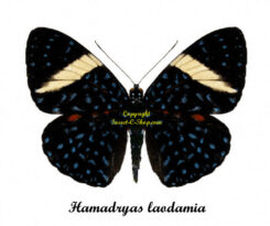 Hamadryas laodamia