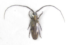 Hippopsicon sp. ( confluens? )