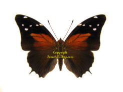 Historis acheronta acheronta
