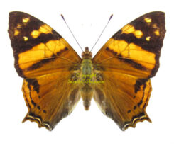 Hypanartia lethe