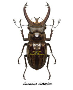 Lucanus victorius