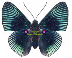 Lyropteryx apollonia