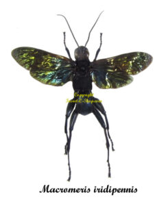 Macromeris iridipennis (spread)