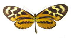 mechanitis menapis