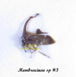 Membracinae sp#3