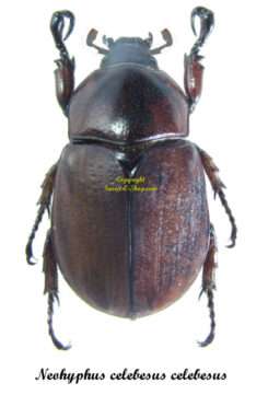Neohyphus celebesus celebesus