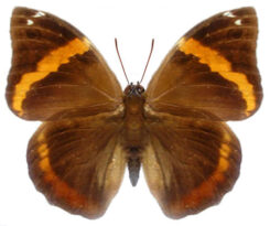 Opsiphanes invirae aequatorialis