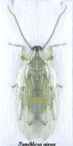 Panchlora nivea