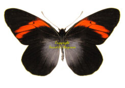 Pereute callinara ( 5-pcs )