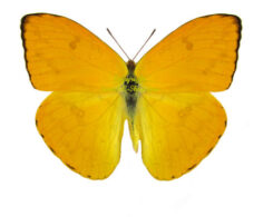 Phoebis argante argante