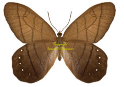 Pierella lamia