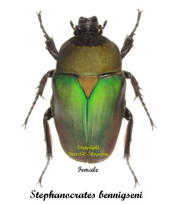 Stephanocrates bennigseni