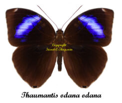 Thaumantis odana odana