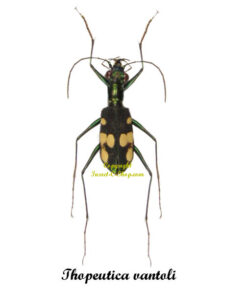 Thopeutica vantoli