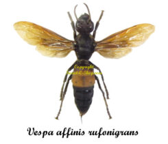 Vespa affinis rufonigrans ( spread )