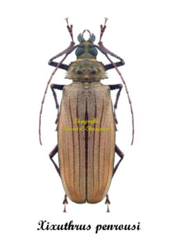 Xixuthrus penrousi