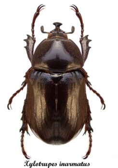 Xylotrupes inarmatus