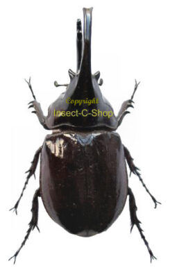 Augosoma centaurus