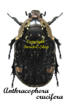 Anthracophora crucifera
