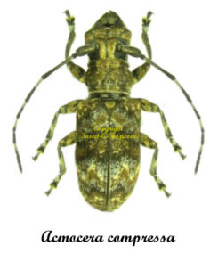 Acmocera compressa