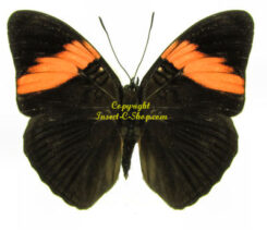 Adelpha lara