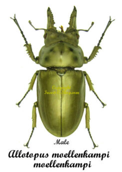 Allotopus moellenkampi moellenkampi