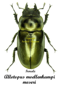 Allotopus moellenkampi moseri