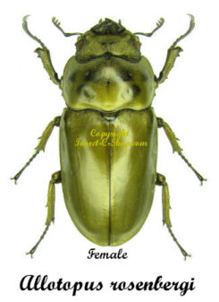 Allotopus rosenbergi