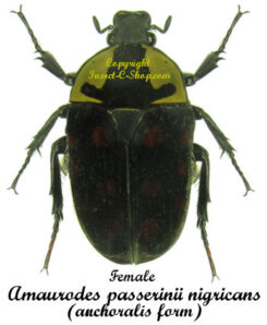 Amaurodes passerinii nigricans ( forme overlaeti ) ab. anchoralis