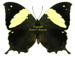 Hypna ( Anaea ) clytemnestra