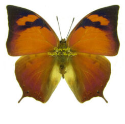 Fountainea  eurypyle ( =Anaea tehuana)