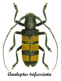Analeptes trifasciata