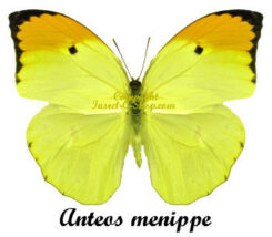 Anteos menippe